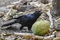 Asian koel. Eudynamys scolopaceus, nominate race,cuckoo, The Asian koel is a large, long-tailed, cuckoo measuring 39Ã¢â¬â46 cm and